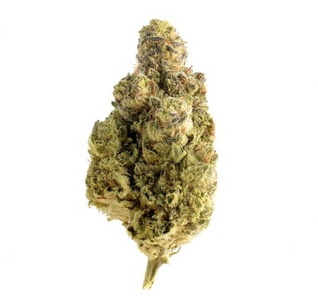 Magic OG Kush - Amsterdam Genetics