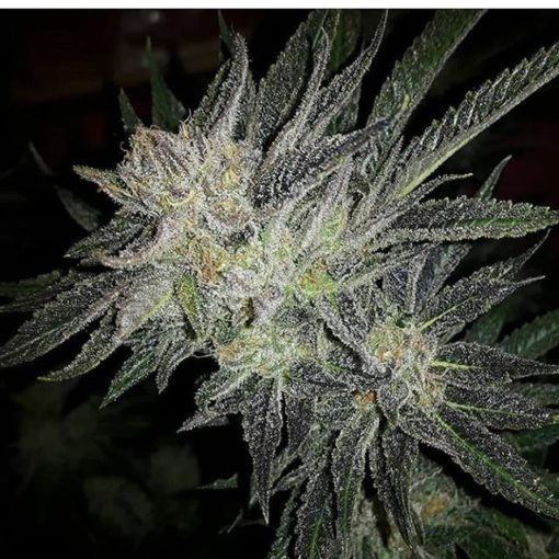 Gorilla × White Widow - Expert Seeds