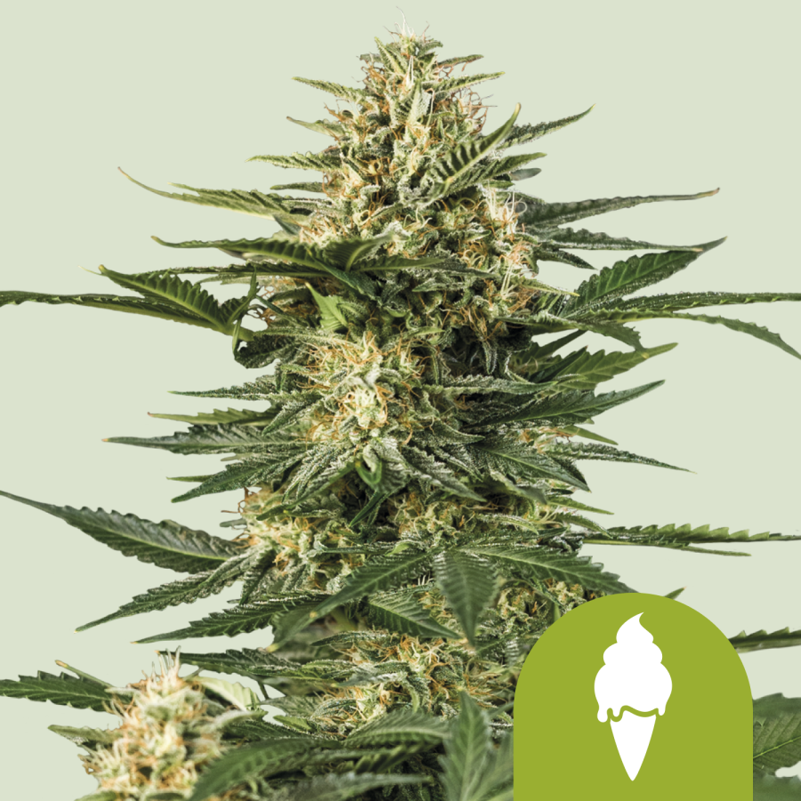 Green Gelato Auto - Royal Queen Seeds