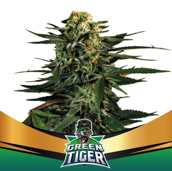 Green Tiger Faster - BSF Seeds