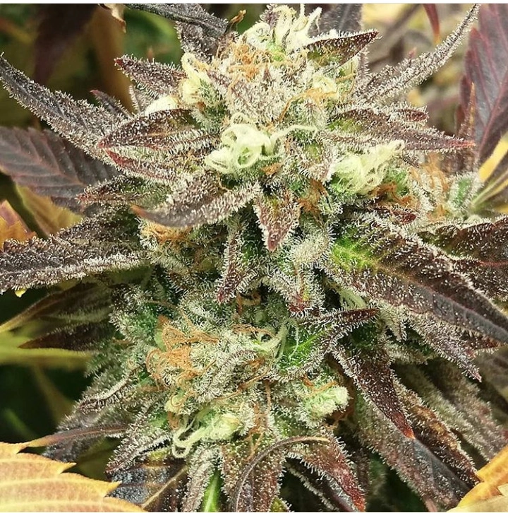 Mothertongue regulär - Jinxproof Genetics