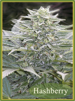 Hashberry Reg. - Mandala Seeds
