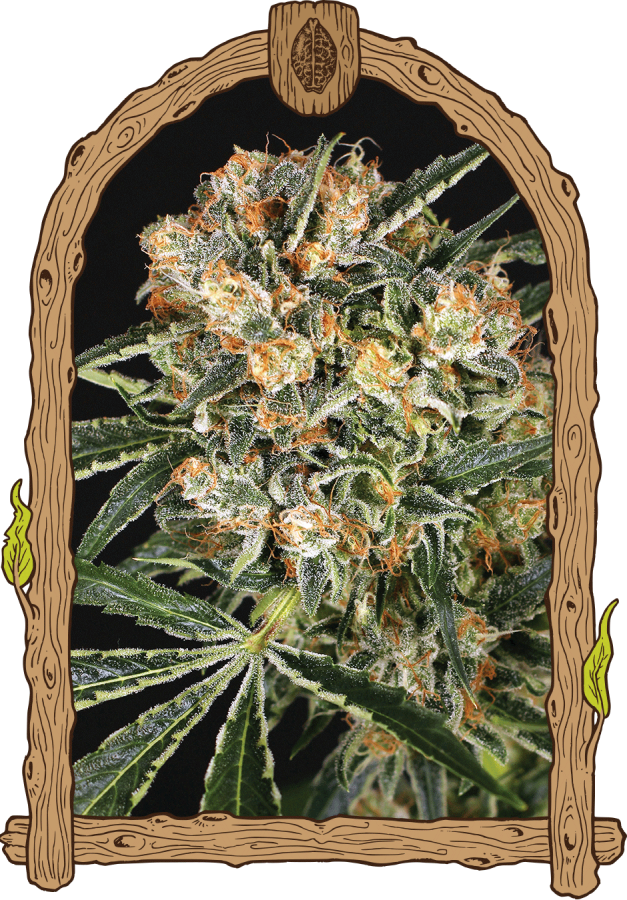Hippie Therapy CBD - Exotic Seeds
