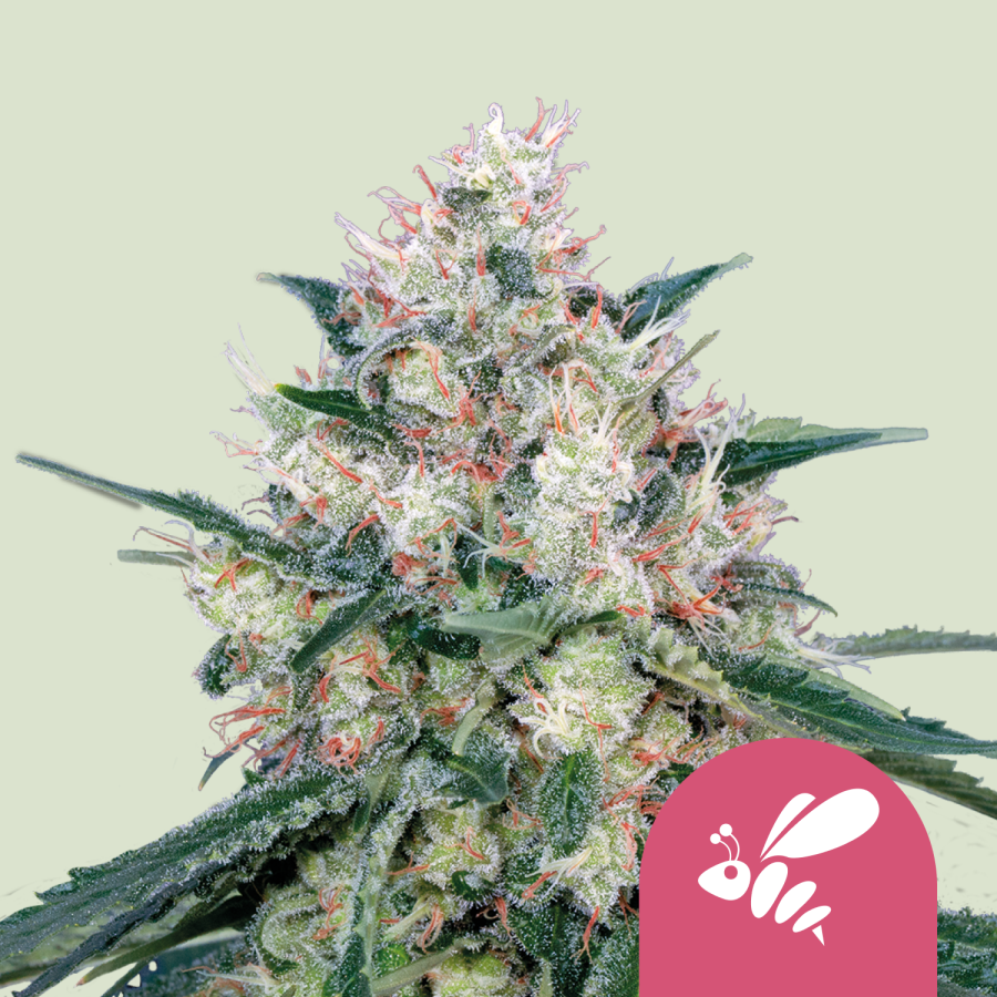 Honey Cream (Fast Flowering) - Royal Queen Seeds