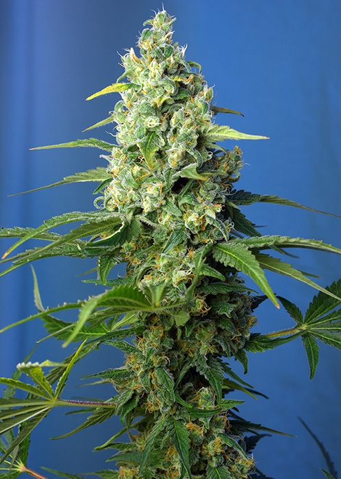 Honey Peach Auto CBD - Sweet Seeds
