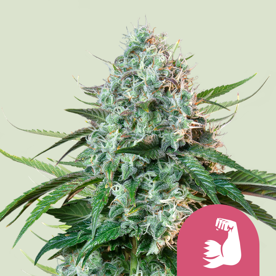 Hulkberry - Royal Queen Seeds