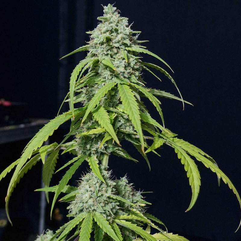 Orange Kush Auto - Eva Seeds
