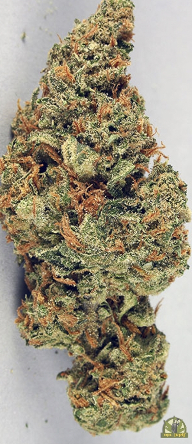 KC 39 reg. - K.C. Brains