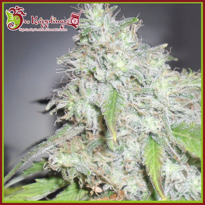 Kali's White Shadow - Dr Krippling Seeds