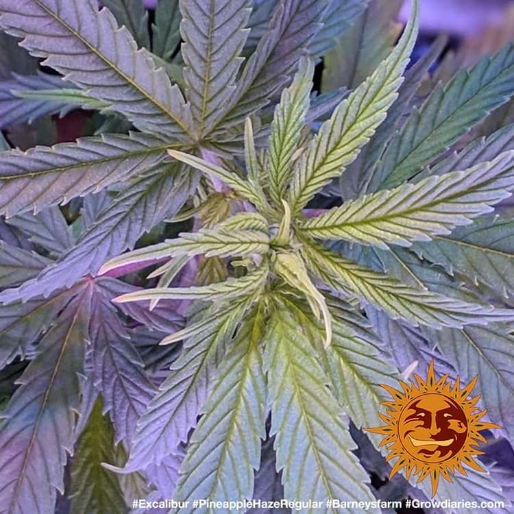 Pineapple Haze regulär - Barney's Farm