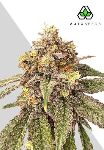 Pink Runtz Autoflower - Auto Seeds