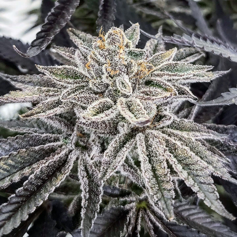 King Cone - ELEV8 Seeds