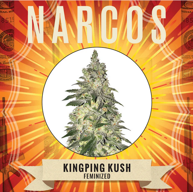 Kingpin Kush - Narcos Seeds