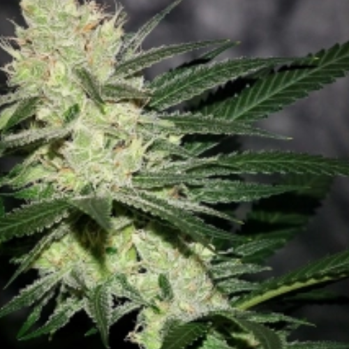 Pucker Punch regulär - Jinxproof Genetics