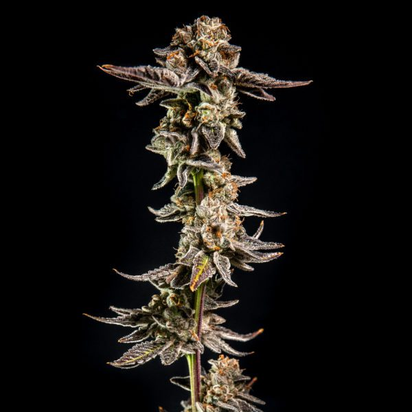 Purple Cherry Ripple - Elev8 Seeds
