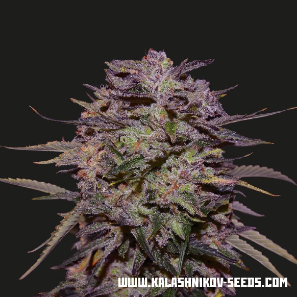 Purple Russian Express - Kalashnikov Seeds