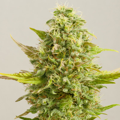 Royal Kush - G13 Labs
