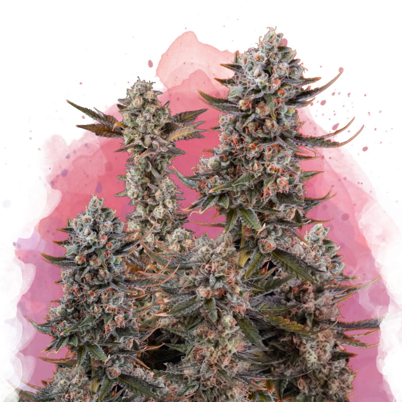 Lithium OG Kush Reg. - Nirvana Seeds