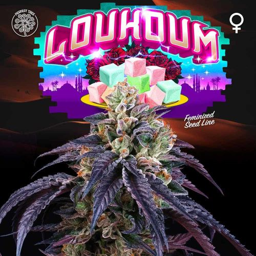 Loukoum - Perfect Tree Seeds