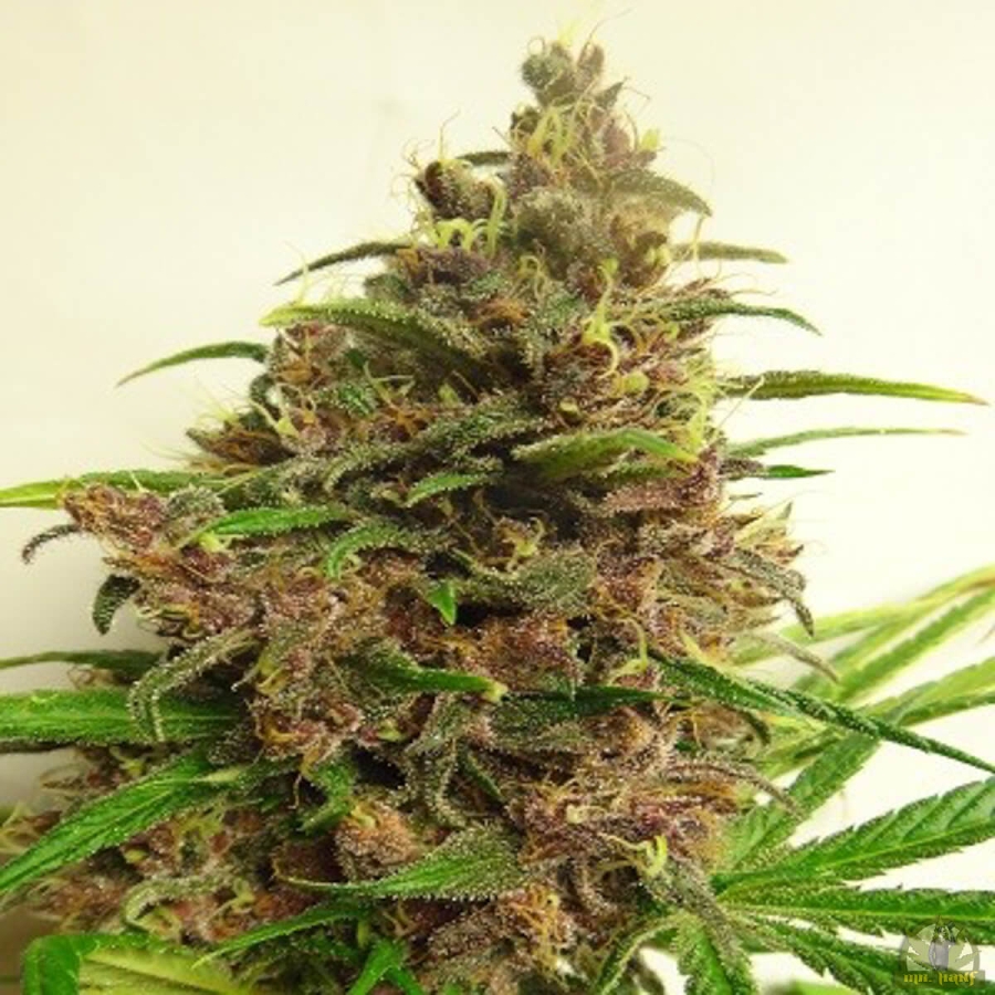 Malawi X Pck - ACE Seeds