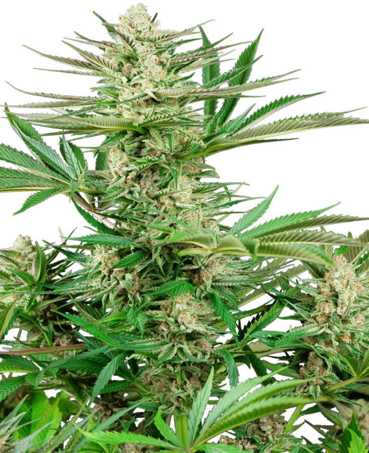 Malibu OG Gold - Sensi Seeds