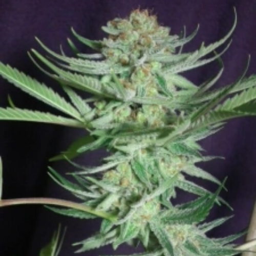 Shangrila regulär - Jinxproof Genetics