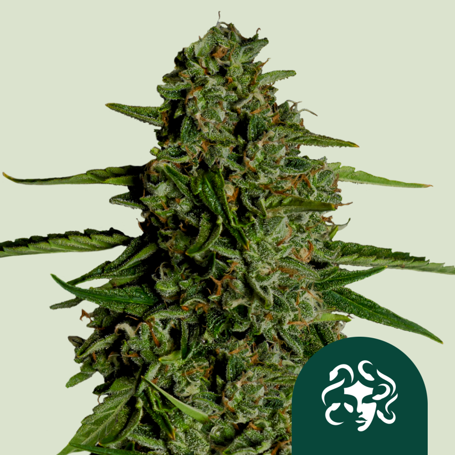 Medusa F1 Auto - Royal Queen Seeds
