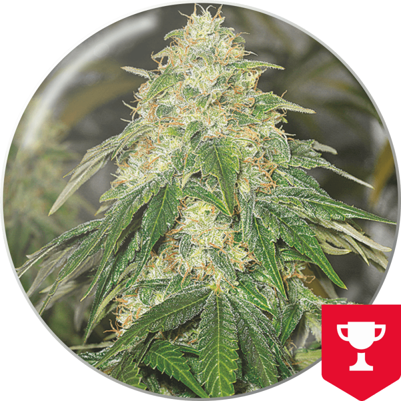 Some Sweet - Medical Seeds