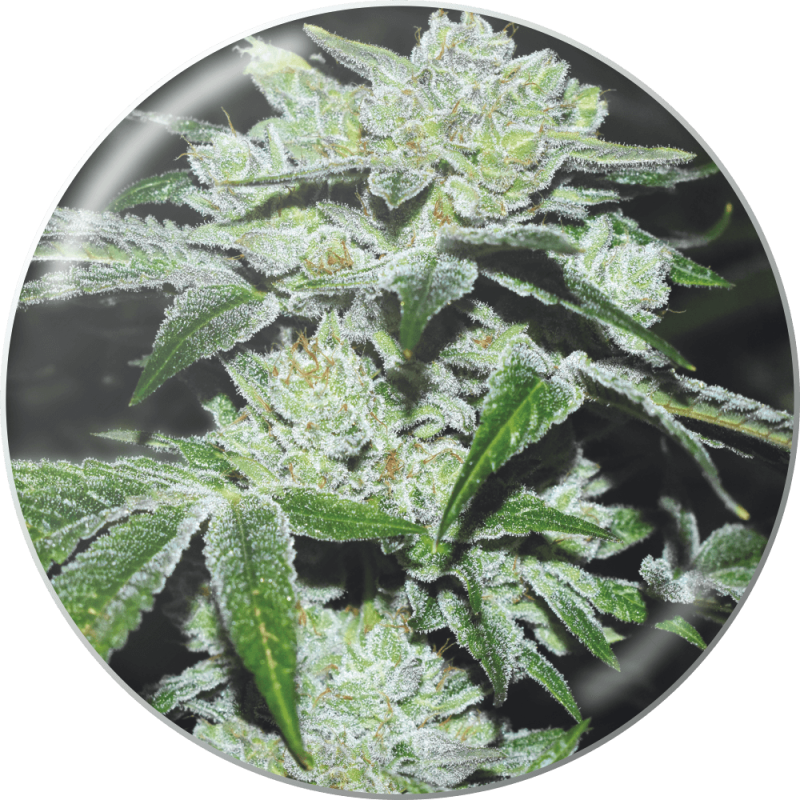 Sour Glue - Medical Seeds