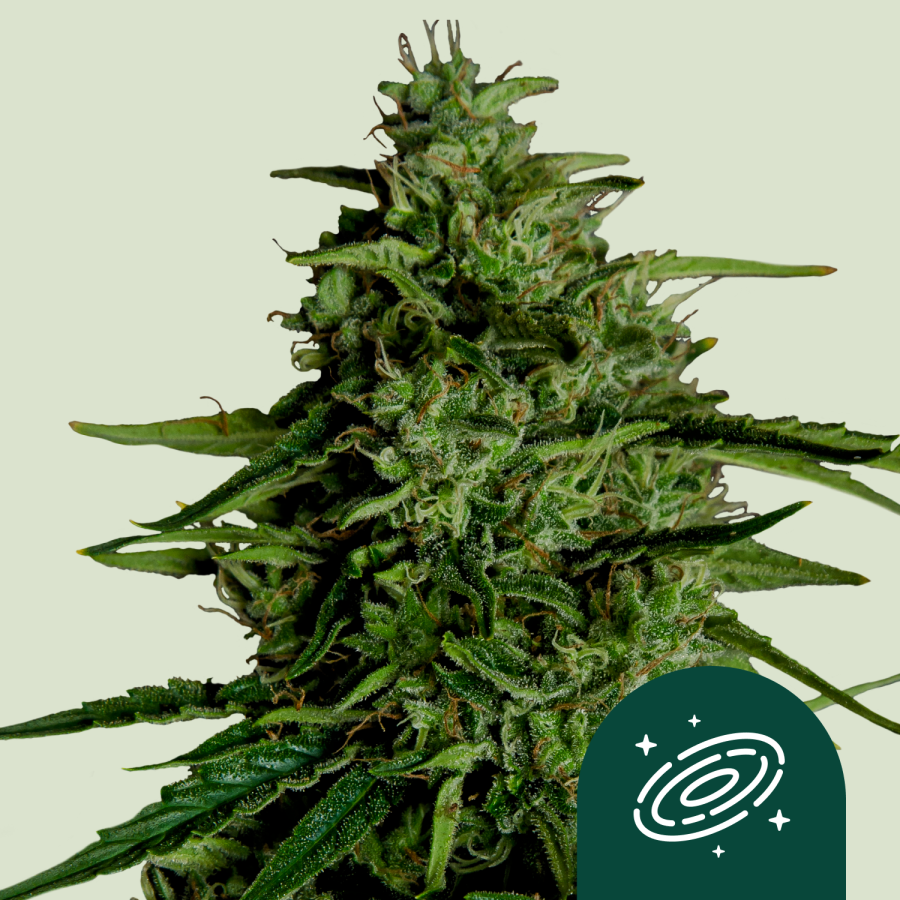 Milky Way F1 Auto - Royal Queen Seeds