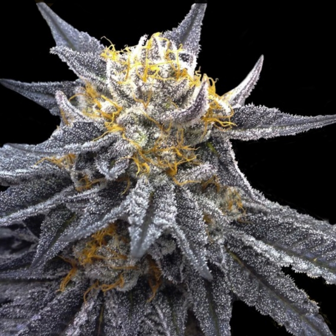 SSOG - Crockett Family Farms