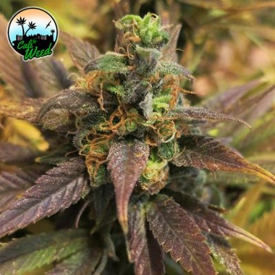Starburst - Cali Weed