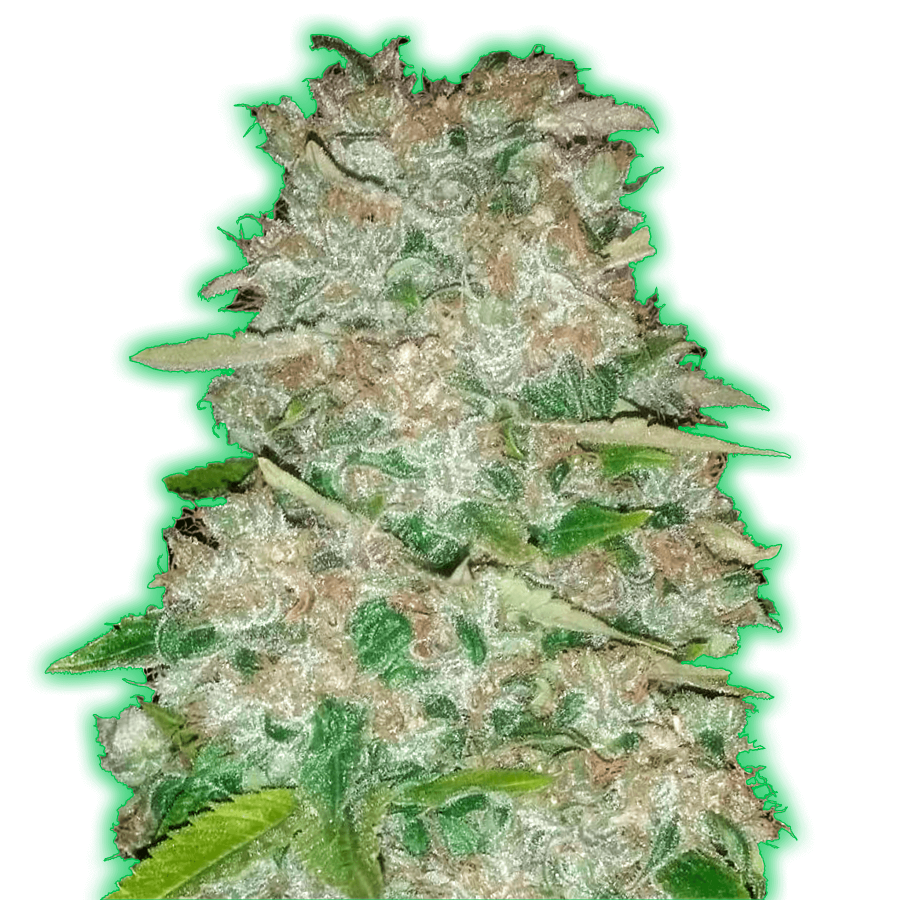 Monster Gorilla Glue - Monster Genetics