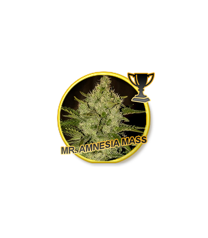 Mr. Amnesia Mass - Mr. Hide Seeds