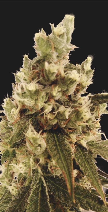 Mr. Gorilla Cream - Mr. Hide Seeds