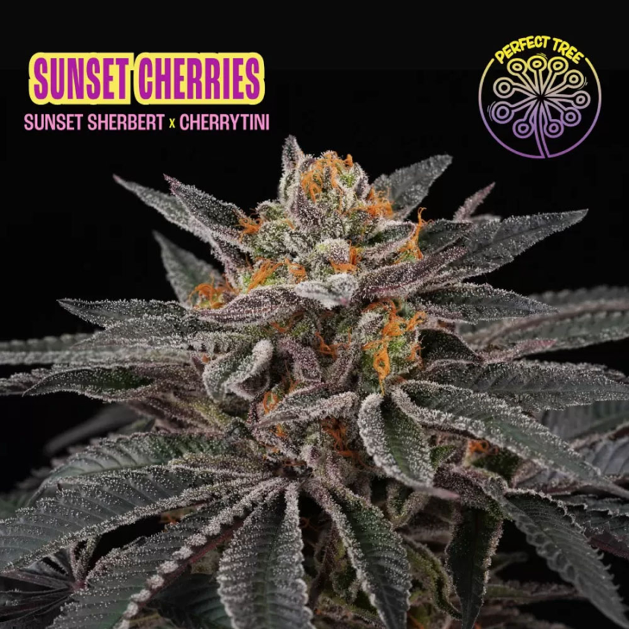 Sunset Cherries - Perfect Tree Seeds