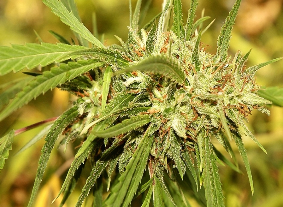 Mr. Sugar Lemon Haze - Mr. Hide Seeds