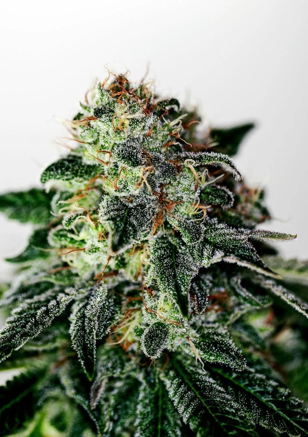 Mystic Cookie Express - Positronics Seeds