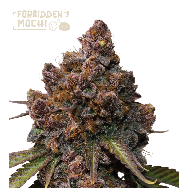 Superior Forbidden Mochi - Seedstockers