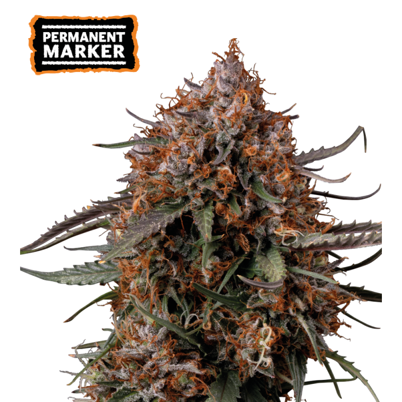 Superior Forbidden Mochi FAST - Seedstockers