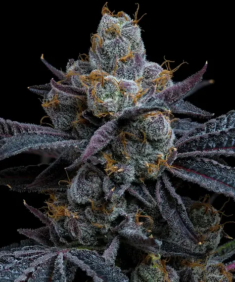 White Runtz - Barney's Farm
