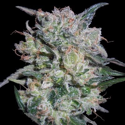 Zamaldelica x Kali China - Ace Seeds