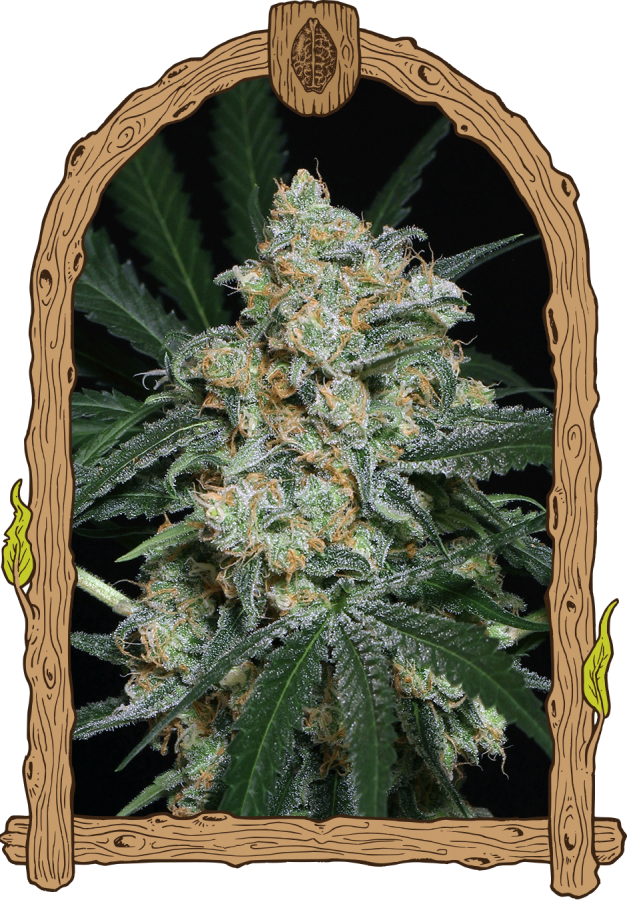 Zkittaberry Auto - Exotic Seeds
