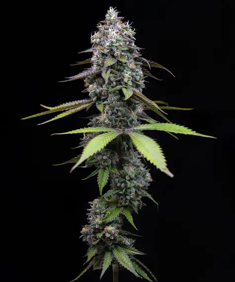 Zoap - Barney's Farm