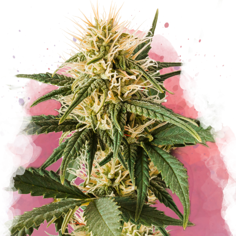 Pure Power Plant Auto - Nirvana Seeds