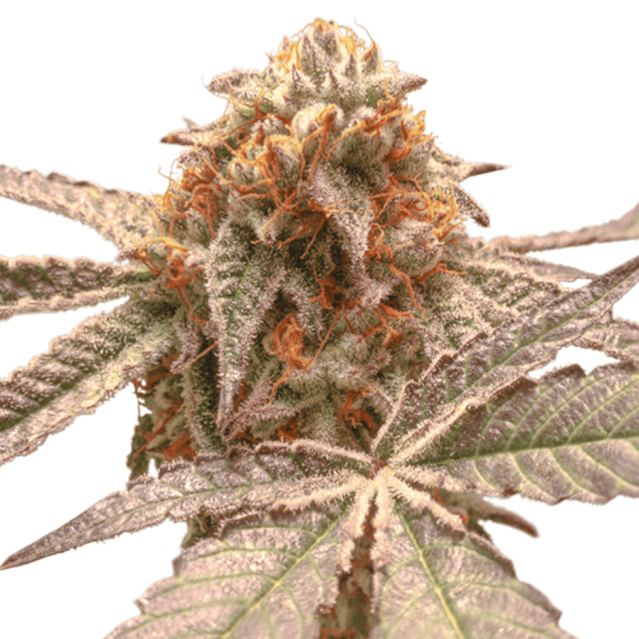 Purple OG Punch - Super Sativa Seed Club
