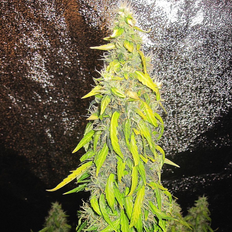 Rock Machine Auto - Doctor’s Choice