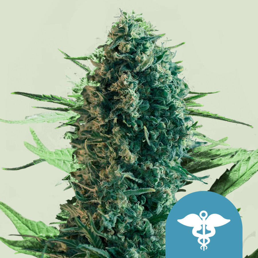 Royal Medic CBD - Royal Queen Seeds