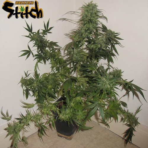 Russian Fuel - Flash Seeds