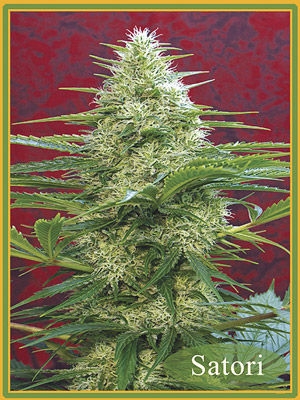 Satori - Mandala Seeds